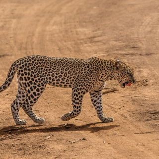 Samburu - Young leopard